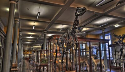 Le Natural History Museum of Dublin - Miguel Mendez - cc