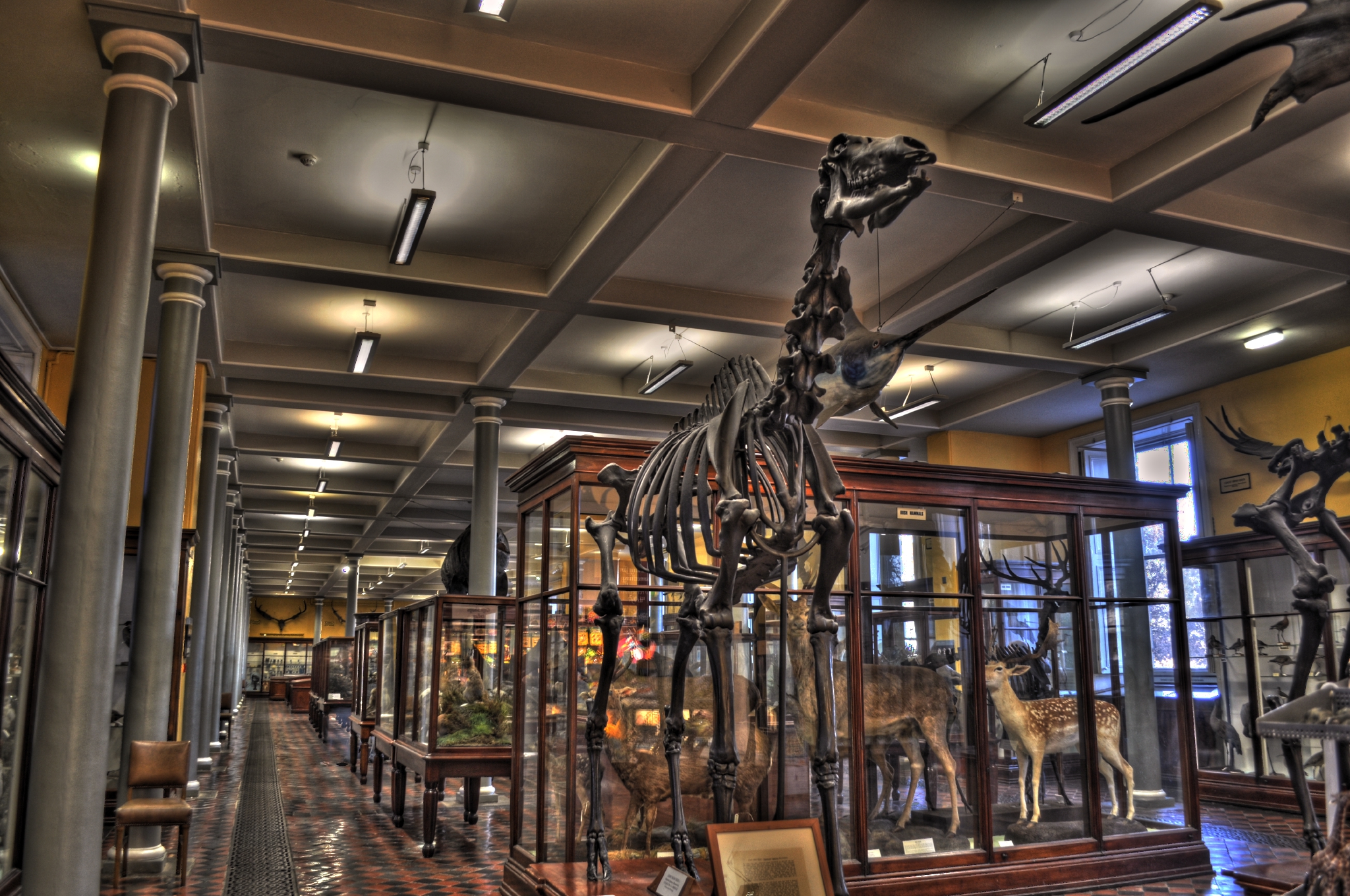 Le Natural History Museum of Dublin - Miguel Mendez - cc