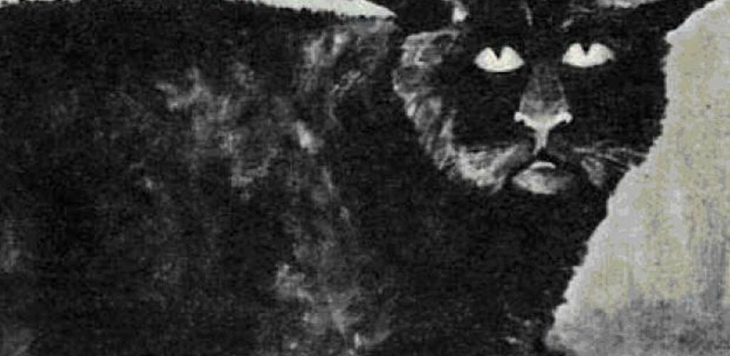 Le chat de Killakee House