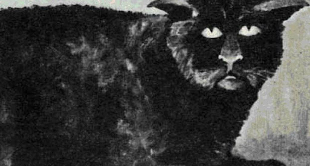 Le chat de Killakee House
