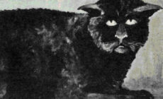 Le chat de Killakee House