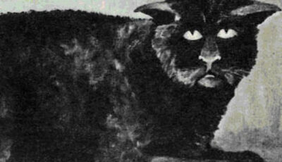 Le chat de Killakee House