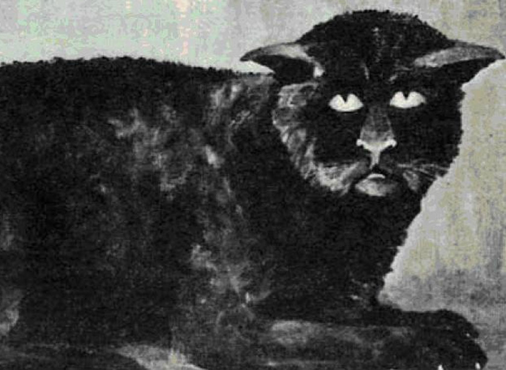 Le chat de Killakee House