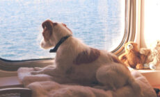 Emmenez votre chien en Ferry vers l'Irlande ! - Brittany Ferries