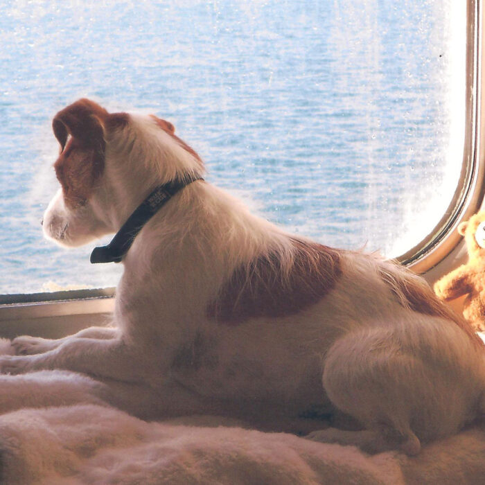 Emmenez votre chien en Ferry vers l'Irlande ! - Brittany Ferries