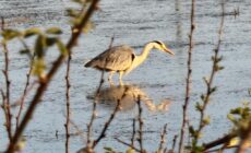 Bungalow fully renovated 2022 close to slob lands and beach