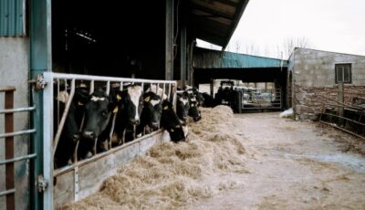 The Calf House