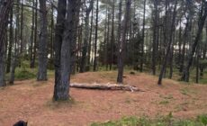 The Curracloe getaway