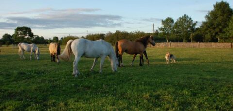 The Little Flock Farm