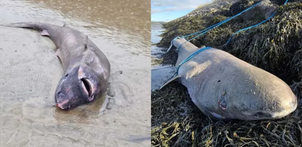 Un requin né au XIXème siècle découvert sur une plage en Irlande
