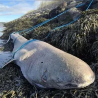Le requin échoué en Irlande serait né au XIXeme siecle
