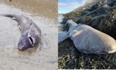 Le requin échoué en Irlande serait né au XIXeme siecle