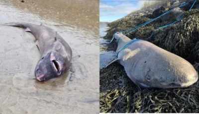 Le requin échoué en Irlande serait né au XIXeme siecle