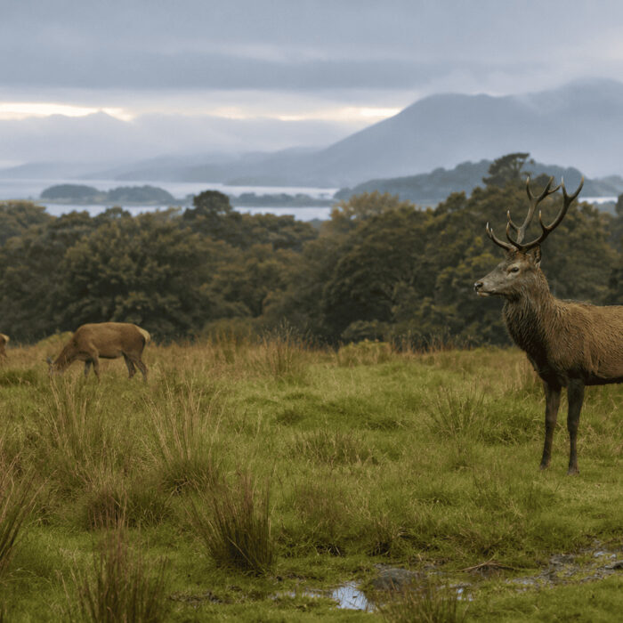 Des cerfs à Killarney - Go to Ireland.com