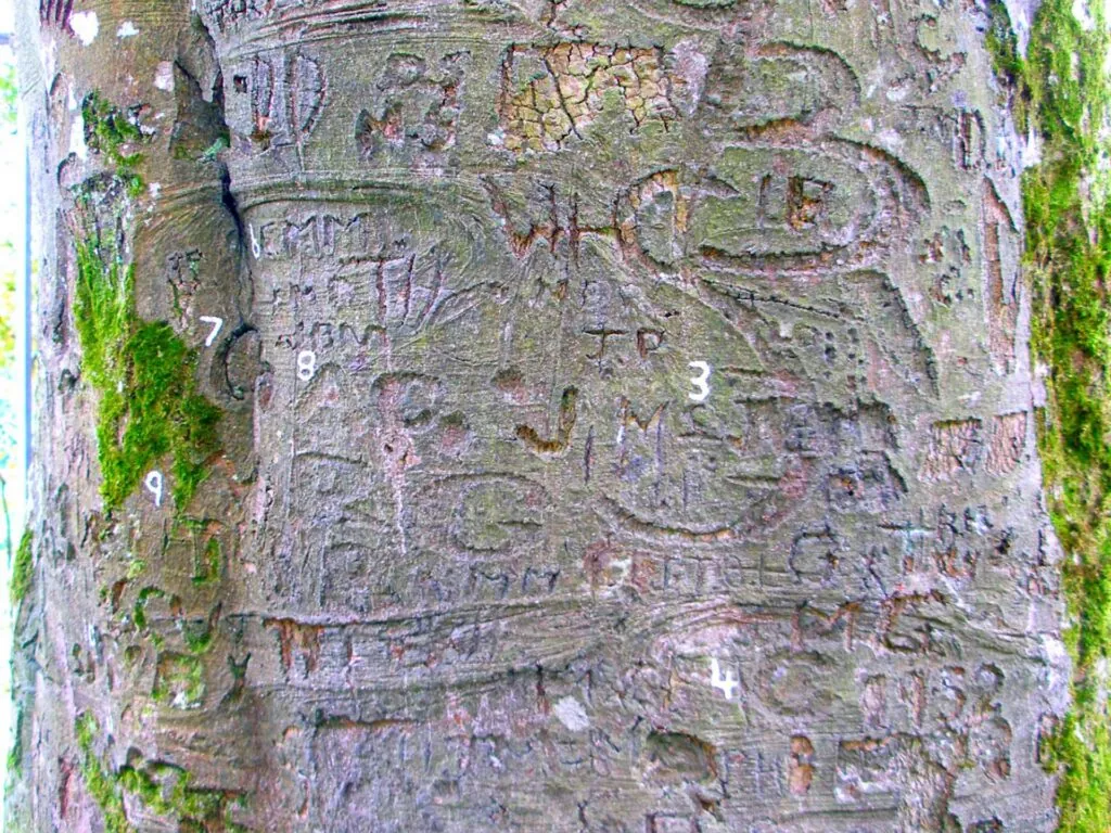L'arbre autographe du Coole Park - IrishFireside - cc