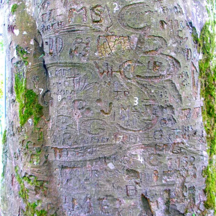 L'arbre autographe du Coole Park - IrishFireside - cc