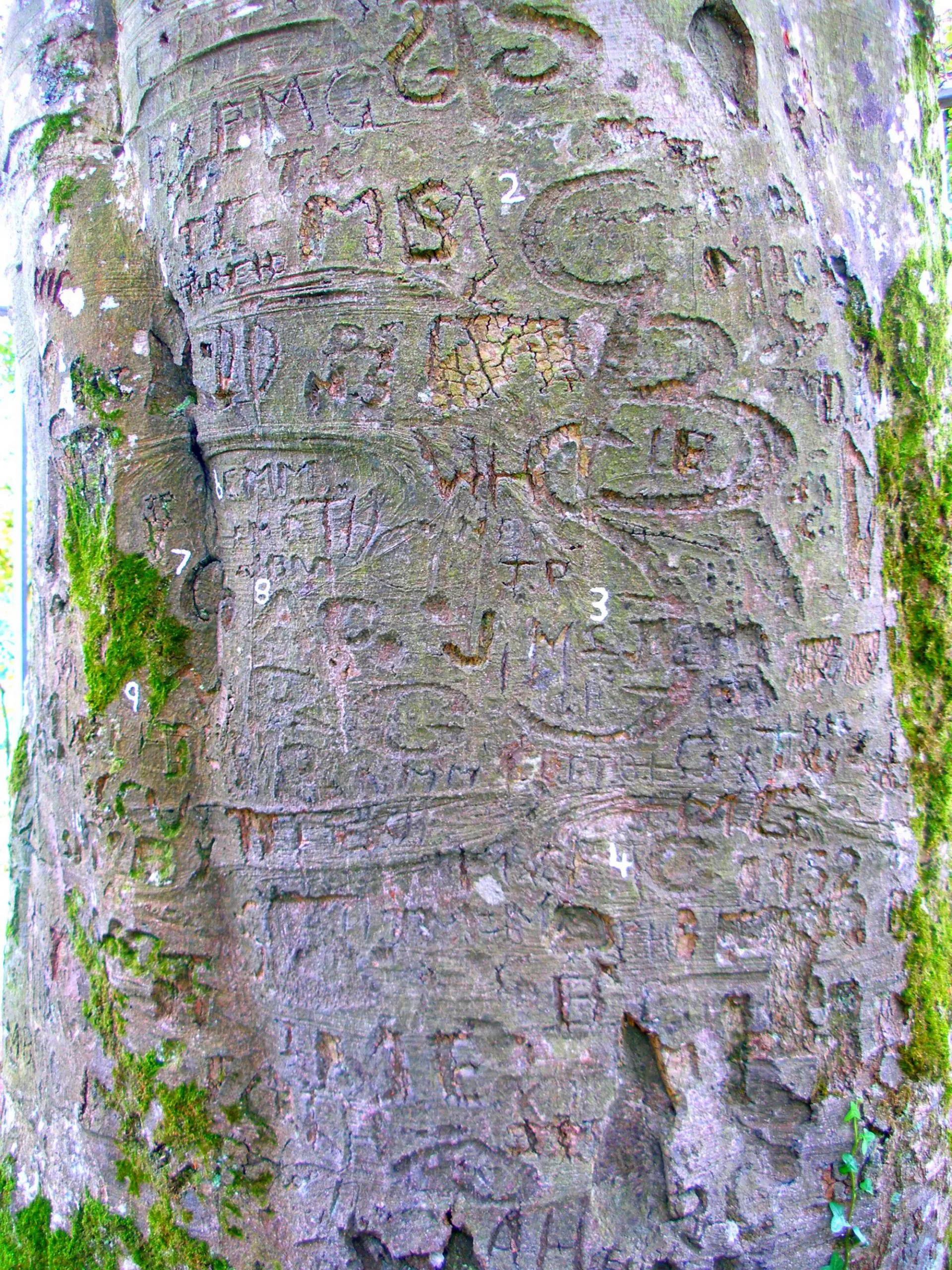 L'arbre autographe du Coole Park - IrishFireside - cc