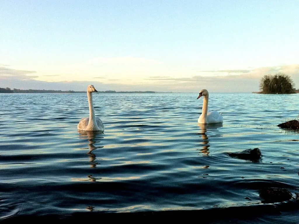 Le Lough Ennell - Fiona MacGinty-O’Neill - cc