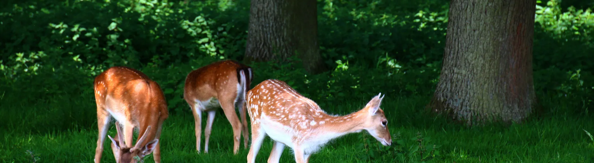 Phoenix Park