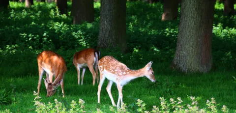 phoenix park