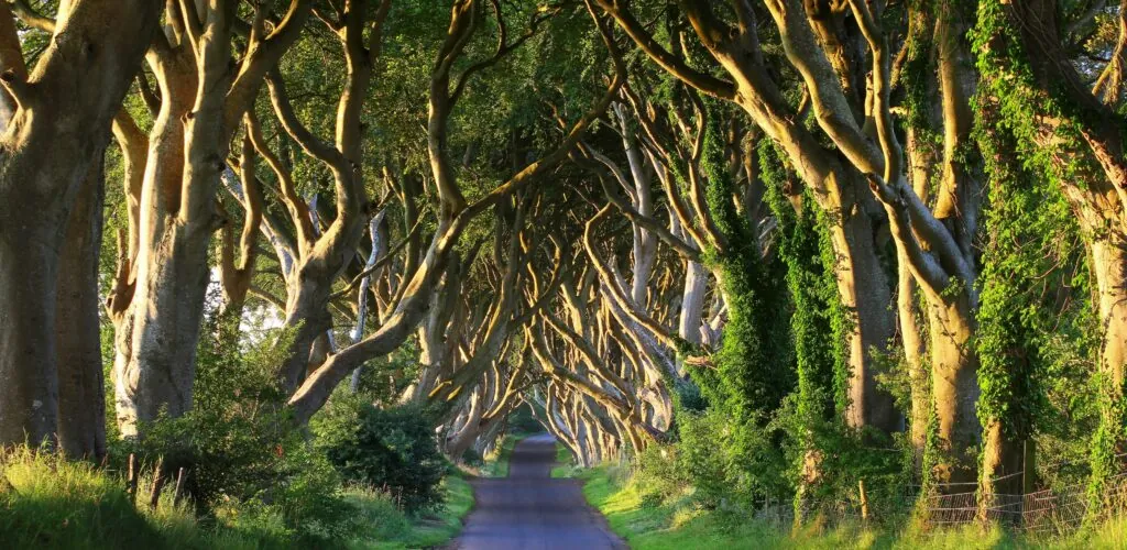 Le top 8 des lieux les plus instagrammables d'Irlande du Nord 1 Dark Hedges - © adrianpluskota