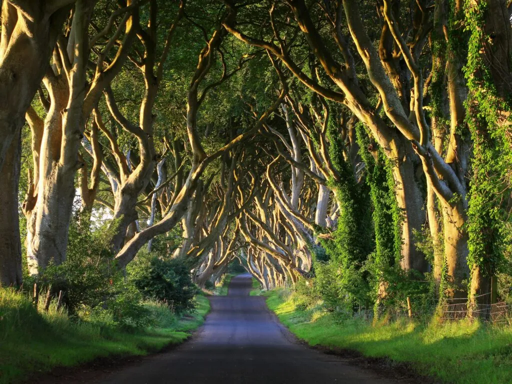 Dark Hedges - © adrianpluskota