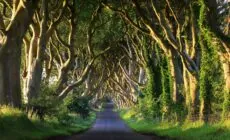 Dark Hedges - © adrianpluskota