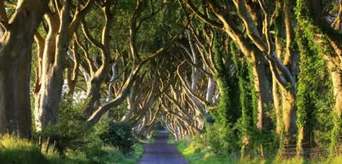dark hedges 1