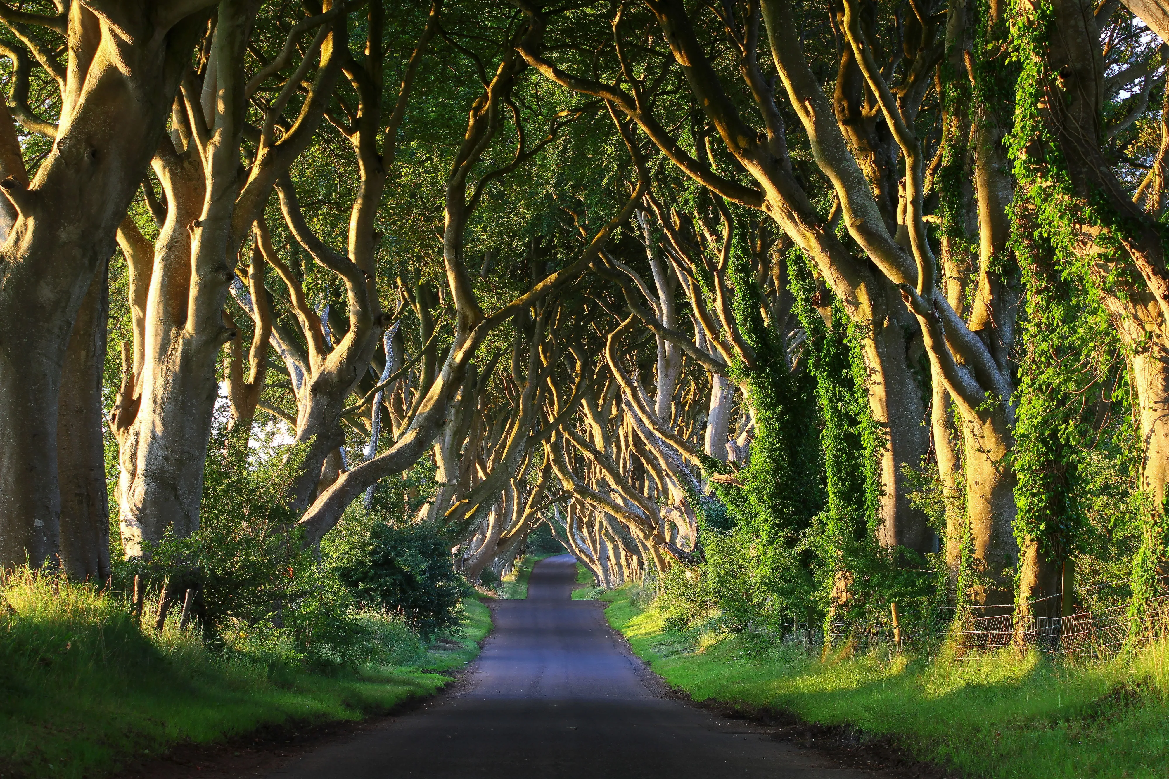 Dark Hedges - © adrianpluskota