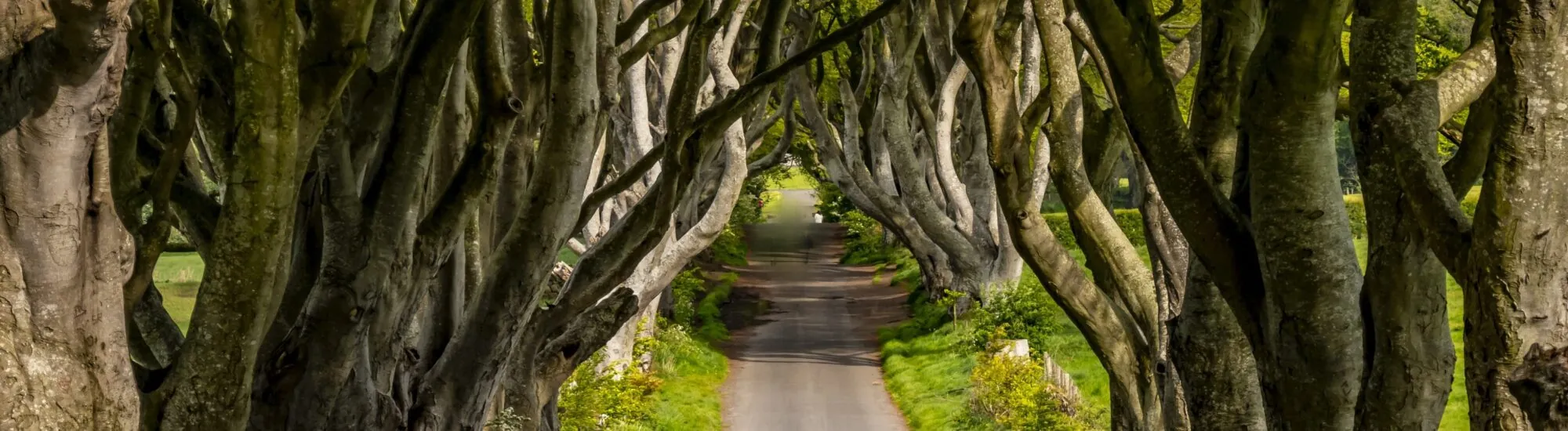 Dark Hedges - © 4kclips