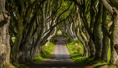 Dark Hedges - © 4kclips