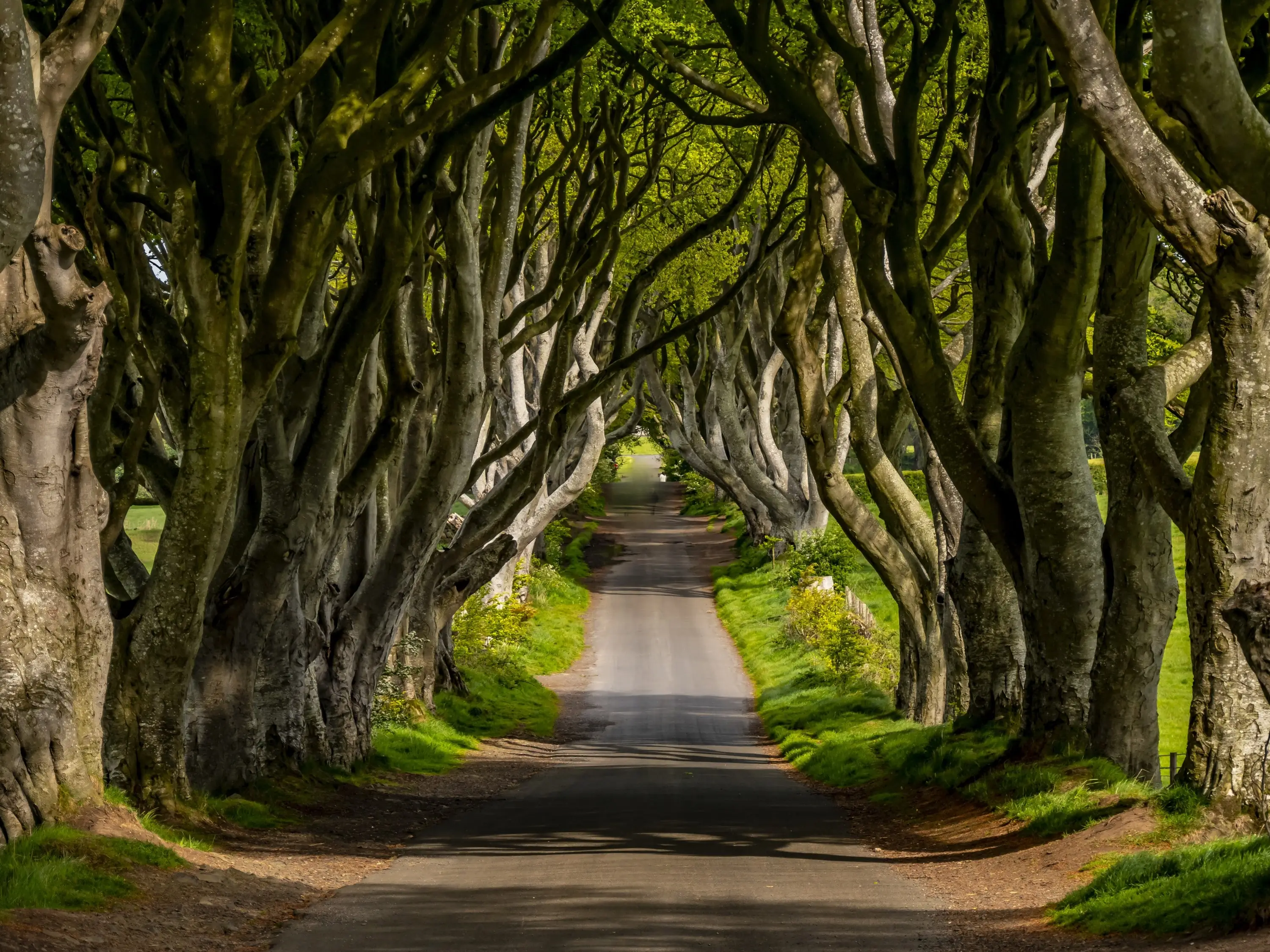 Dark Hedges - © 4kclips