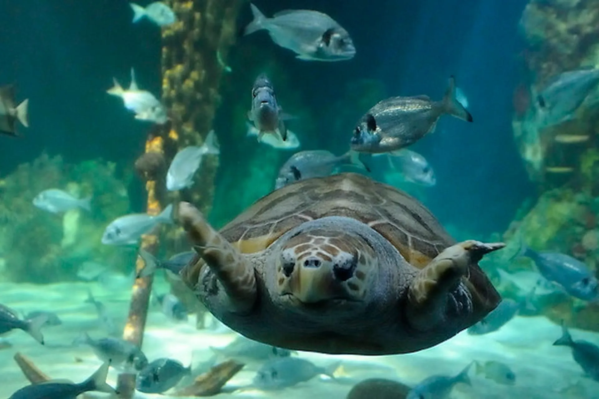 Le Dingle OceanWorld Aquarium