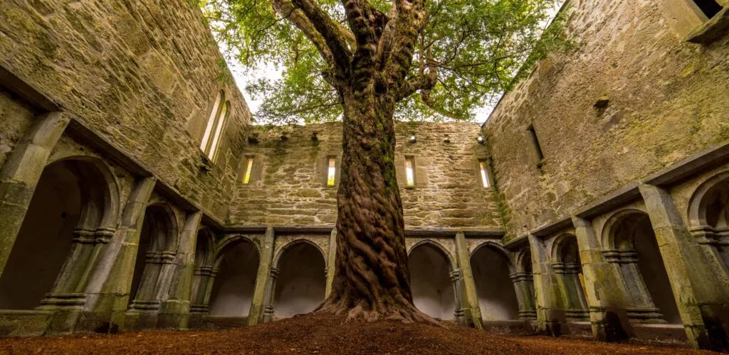 La Muckross Abbey et son arbre incroyable - Luca Genero - Shutterstock