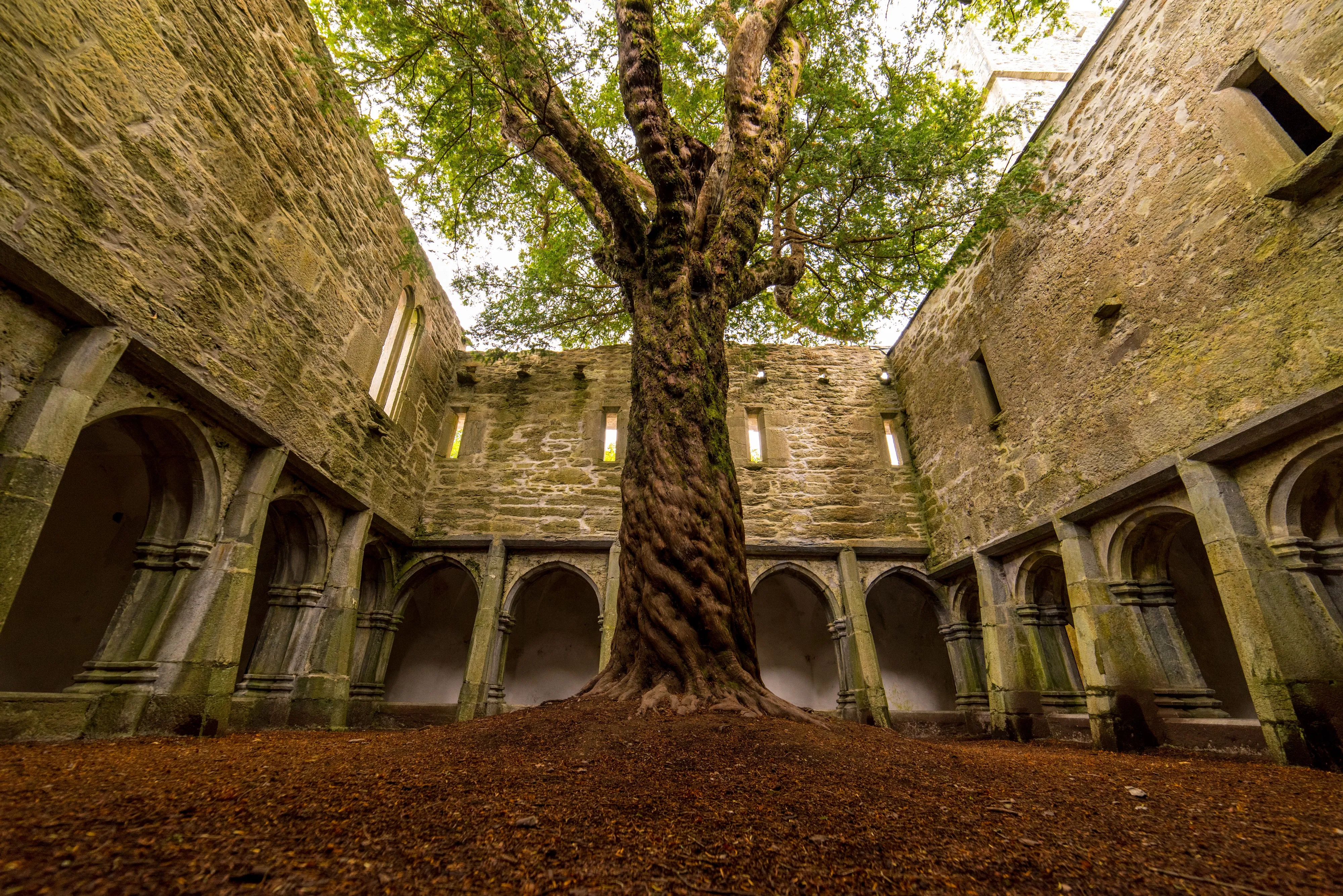 La Muckross Abbey et son arbre incroyable - Luca Genero - Shutterstock