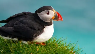Puffin Island 1 Un puffin - © Blue Planet Studio