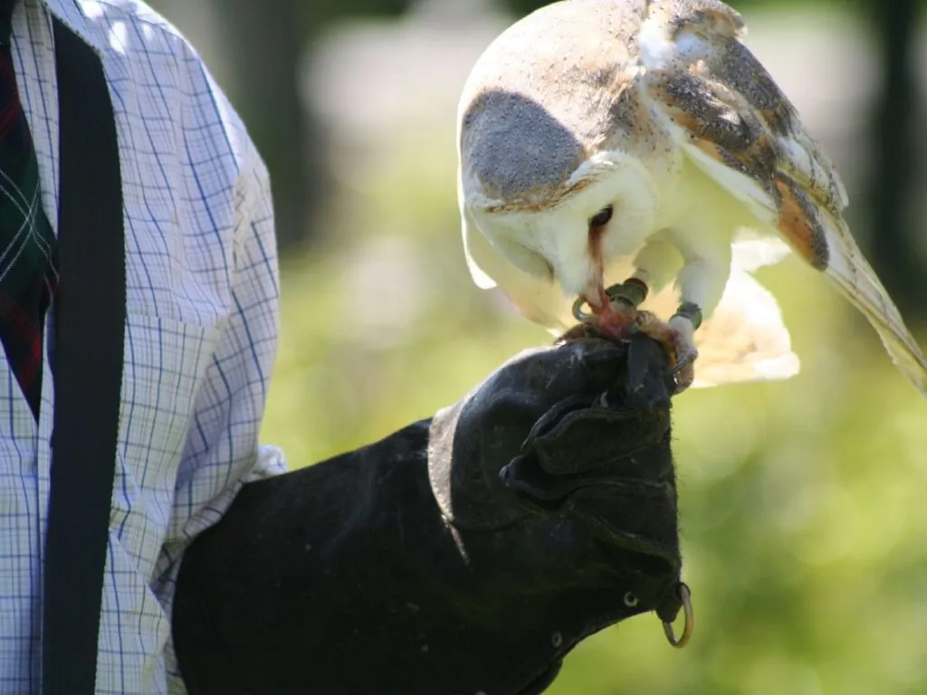 Un oiseau de la fauconnerie - John Haslam - cc