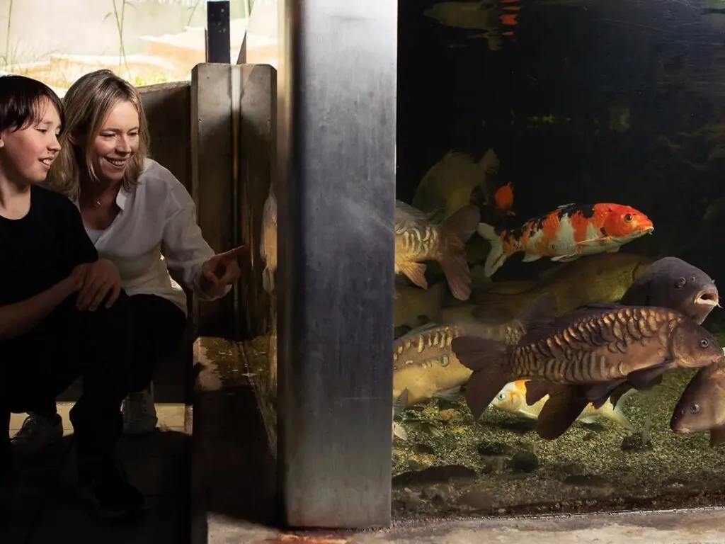 Galway Atlantaquaria - https://nationalaquarium.ie/