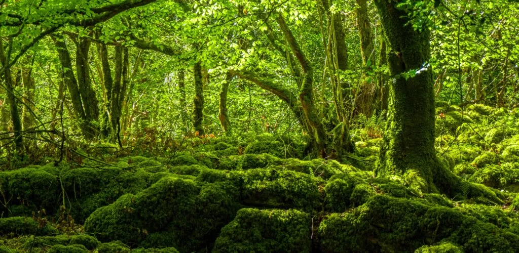 mossy woods