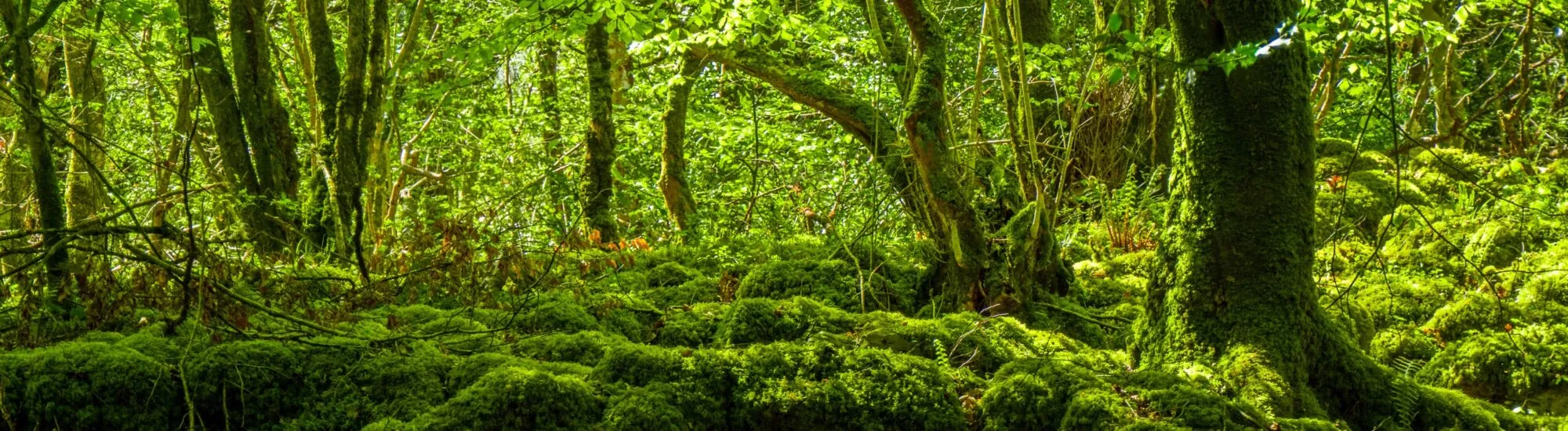 La Mossy Woods Nature Trail