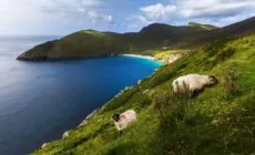 Achill Island et ses moutons - © Thomas Pitterle