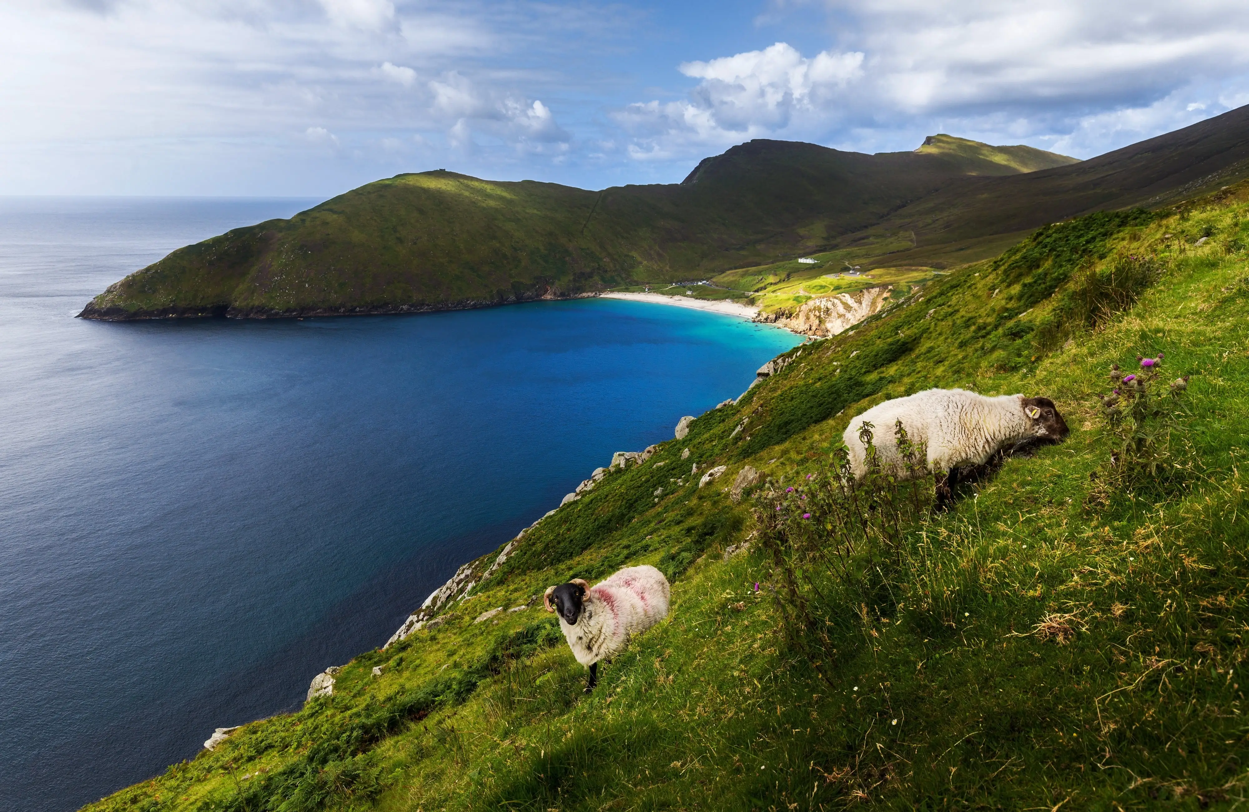 Achill Island et ses moutons - © Thomas Pitterle