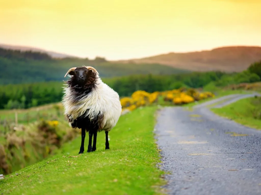 mouton irlande