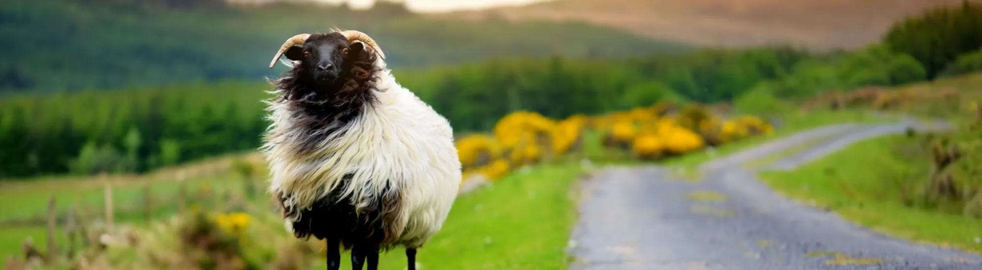 Le mouton en Irlande