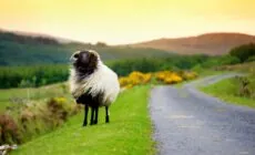 Un mouton en Irlande - © MNStudio