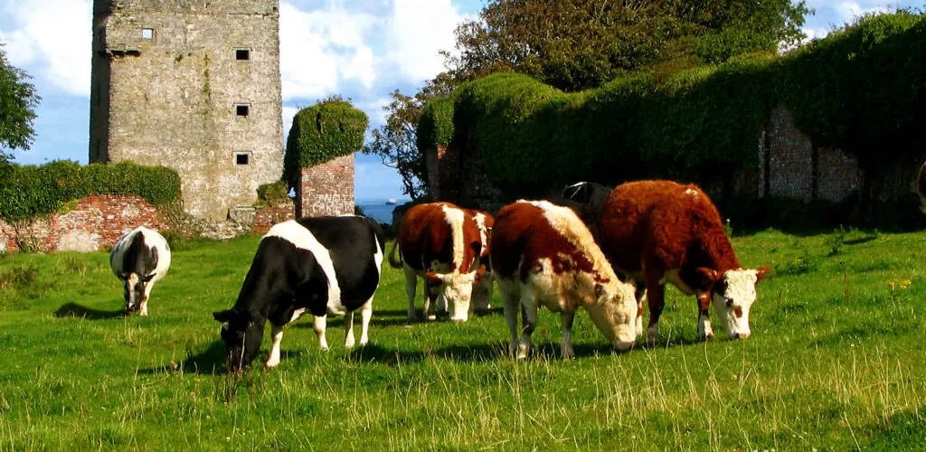 carrigaholt castle 1