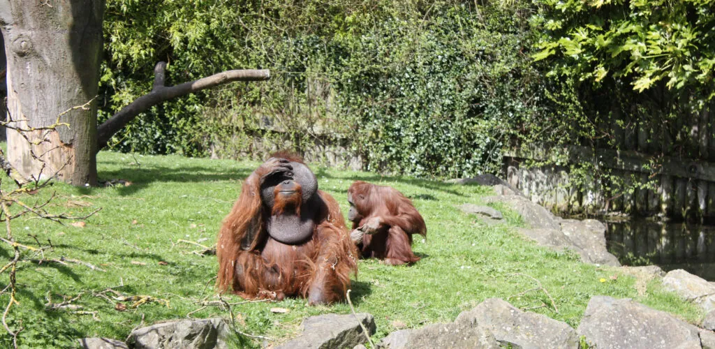 dublin zoo