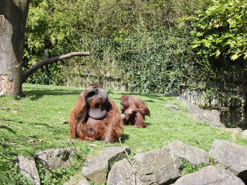 Le Dublin Zoo - Rennings - cc