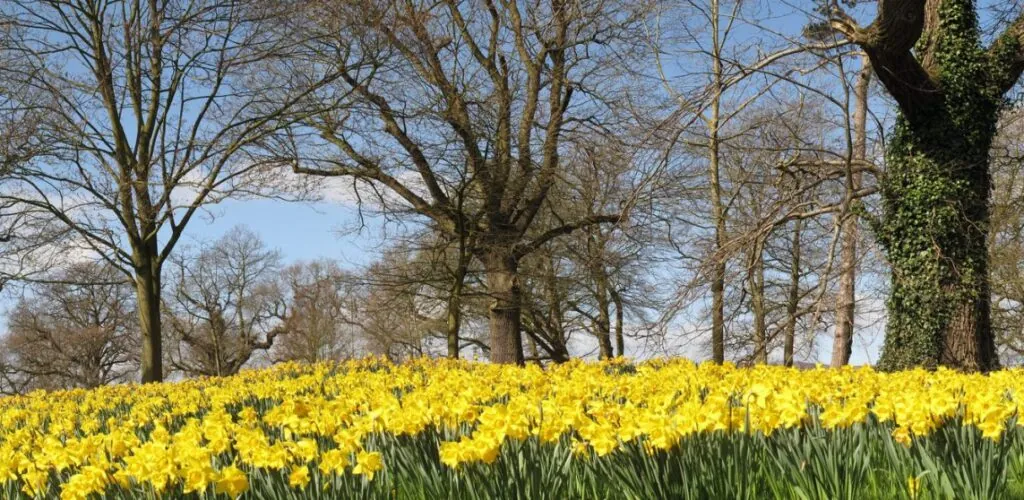barnett demesne 1 scaled