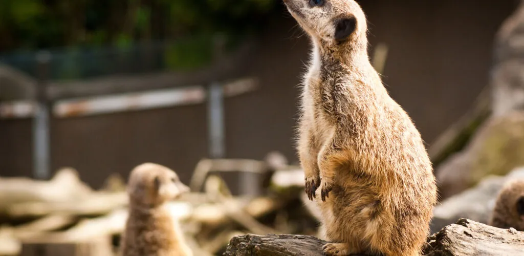 belfast zoological gardens 1